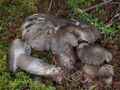 Hygrophorus camarophyllus